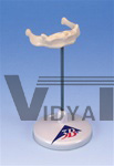 Hyoid bone model, on non-removable stand